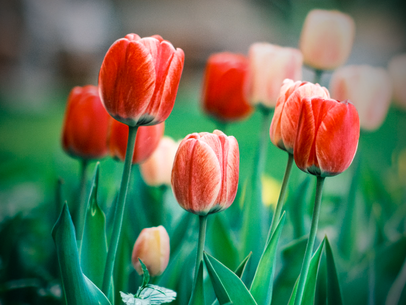Tulip Flowers