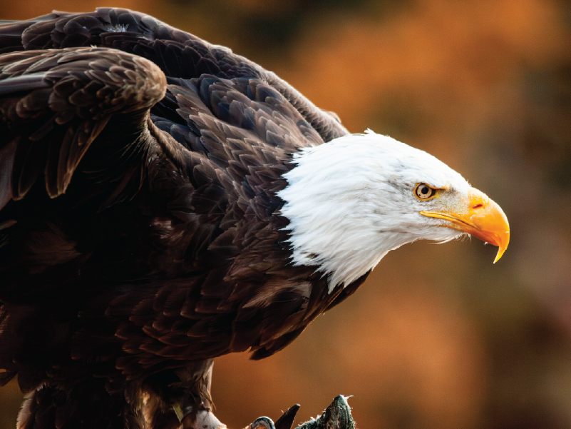 An image of a bald eagle. 