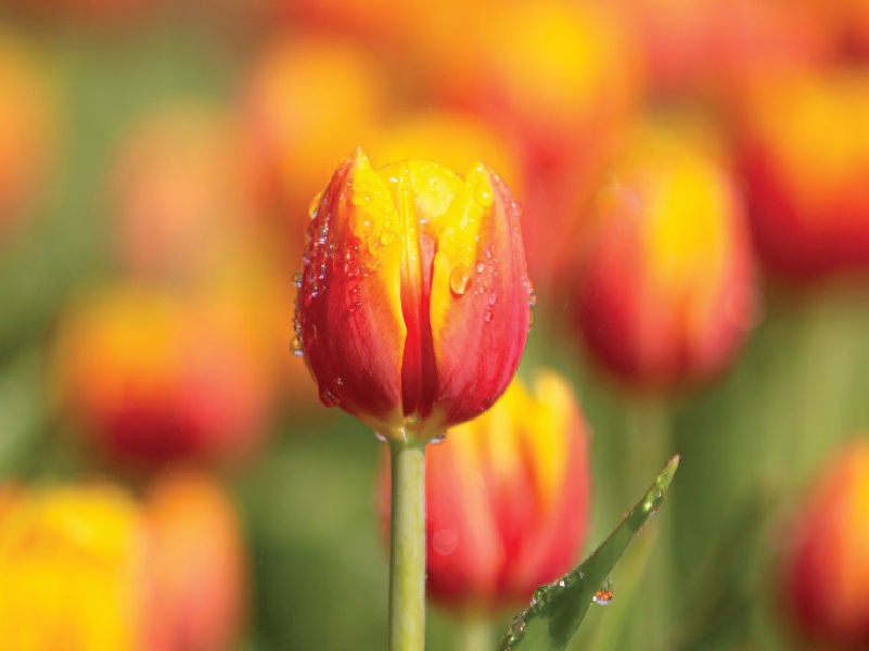 An image of a flower in spring time. 