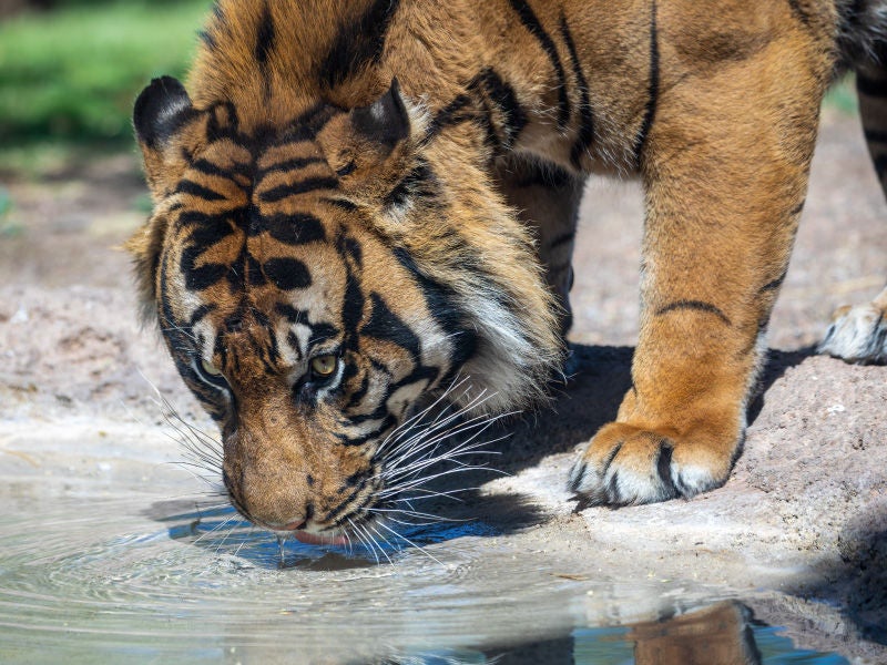 Phoenix Zoo